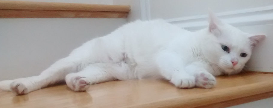 kona-1.jpg